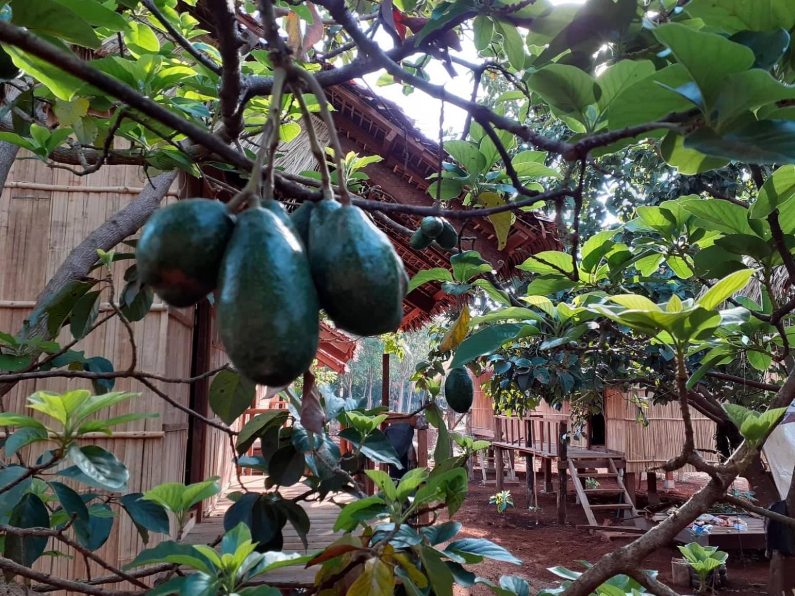 Privatunterkunft Tribal Village & Trekking